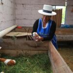 Restricción sanitaria golpea a productores de cuyes en Azuay