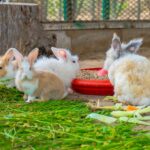 Ecuador confirma presencia de enfermedad hemorrágica del conejo y activa medidas sanitarias en todo el país.