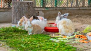 Ecuador confirma presencia de enfermedad hemorrágica del conejo y activa medidas sanitarias en todo el país.