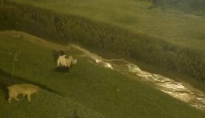 En Cuenca, un adolescente puso en riesgo su vida al saltar a la quebrada El Salado para salvar a su mascota.